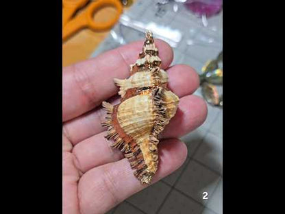 #2 Gold Electroplated Conch Shell