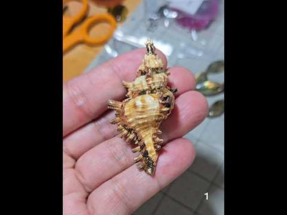 #1 Gold Electroplated Conch Shell