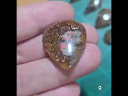 #9 Flashy Ammonite Fossil