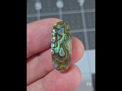 #20 Abalone Shell