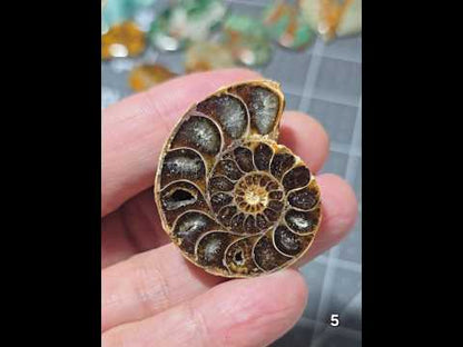 #5 Ammonite Fossil Slice