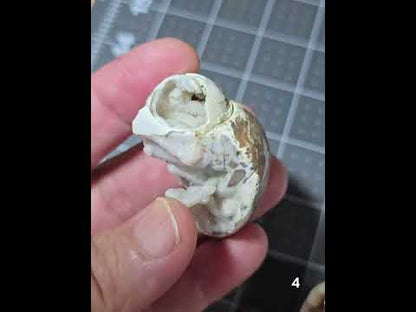 #4 Fossilized Druzy Spiralite Shell