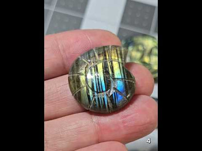 #4 Carved Shell Labradorite Cabochon