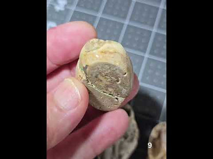 #9 Fossilized Druzy Spiralite Shell