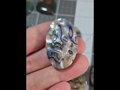 #1 Abalone Shell