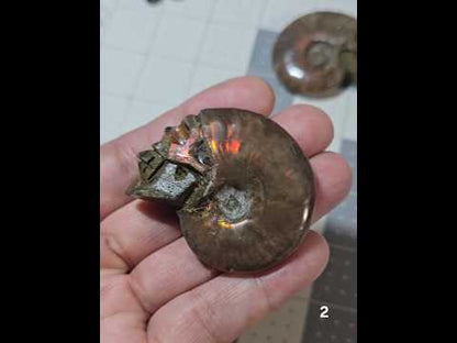 #2 Carved Iridescent Ammonite Skull Display Specimen