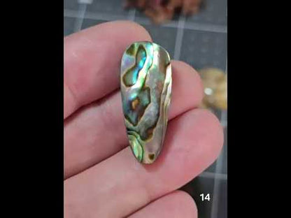 #14 Abalone Shell