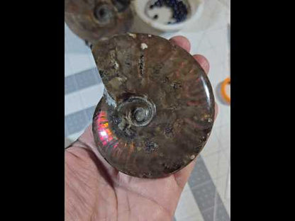 4" Vivid Iridescent Ammonite Fossil Specimen