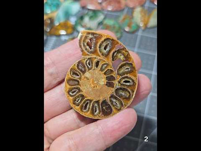#2 Ammonite Fossil Slice