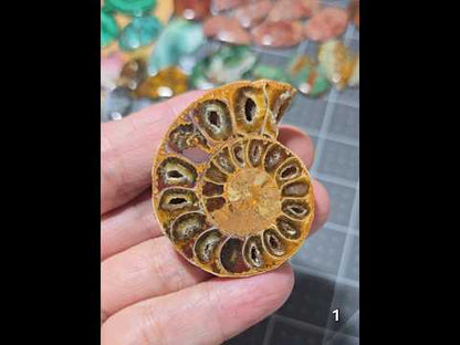 #1 Ammonite Fossil Slice