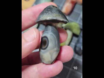 #10 Gobi Agate Mushroom