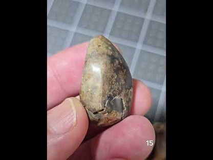 #15 Fossilized Druzy Spiralite Shell