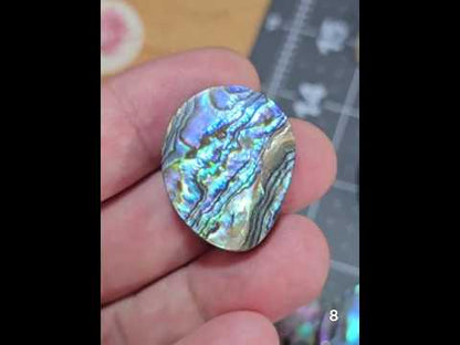 #8 Abalone Shell