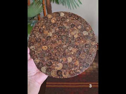 #3 10" Ammonite Fossil Plate