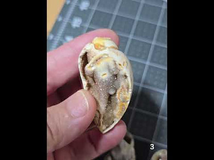 #3 Fossilized Druzy Spiralite Shell