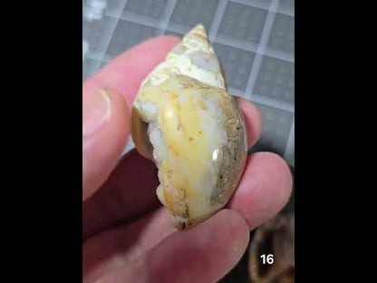 #16 Fossilized Druzy Spiralite Shell