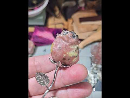 #3 Peach Blossom Jasper Rose