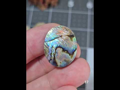 #17 Abalone Shell