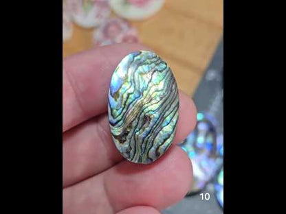 #10 Abalone Shell