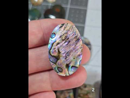 #2 Abalone Shell