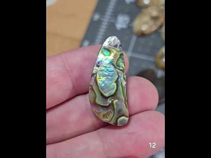 #12 Abalone Shell