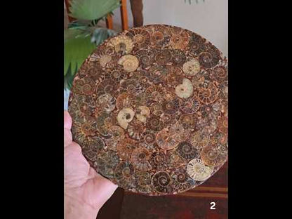 #2 10" Ammonite Fossil Plate