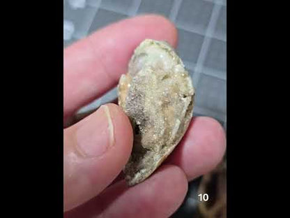 #10 Fossilized Druzy Spiralite Shell
