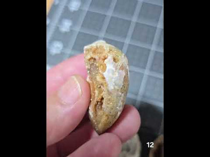 #12 Fossilized Druzy Spiralite Shell