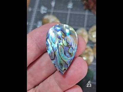 #23 Abalone Shell