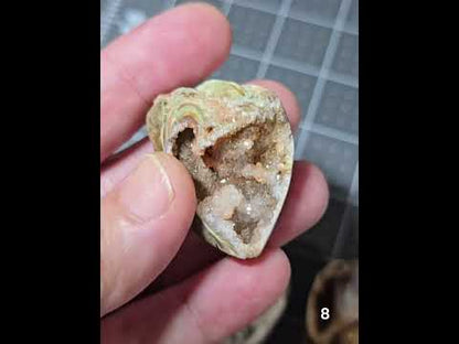 #8 Fossilized Druzy Spiralite Shell