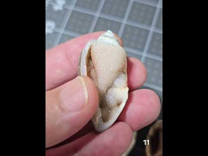 #11 Fossilized Druzy Spiralite Shell