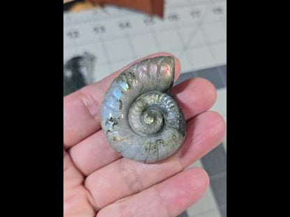 Labradorite Ammonite Carving