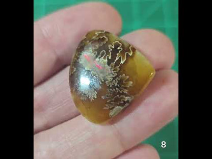#8 Flashy Ammonite Fossil