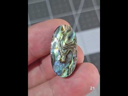 #21 Abalone Shell