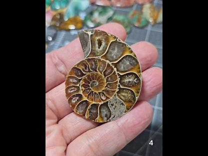#4 Ammonite Fossil Slice