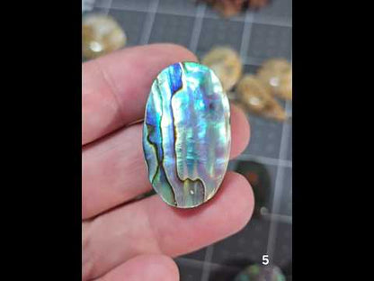 #5 Abalone Shell