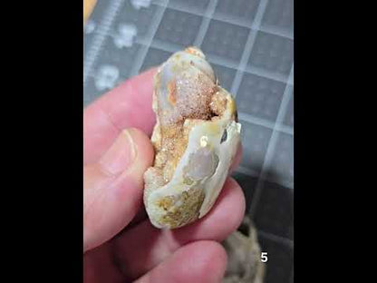 #5 Fossilized Druzy Spiralite Shell