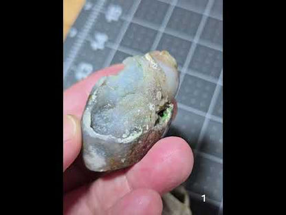 #1 Fossilized Druzy Spiralite Shell