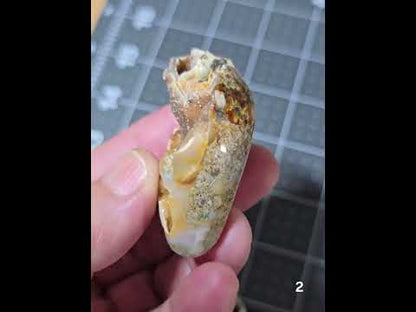 #2 Fossilized Druzy Spiralite Shell