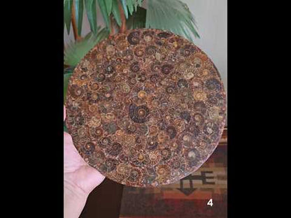 #4 10" Ammonite Fossil Plate