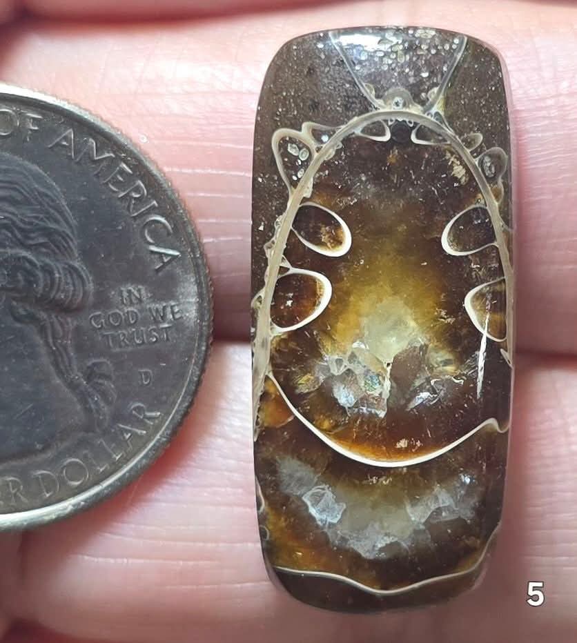 #5 Ammonite Fossil