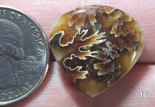 #16 Ammonite Fossil