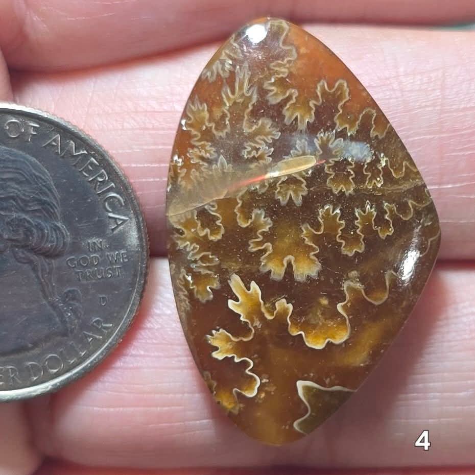 #4 Flash Ammonite Fossil