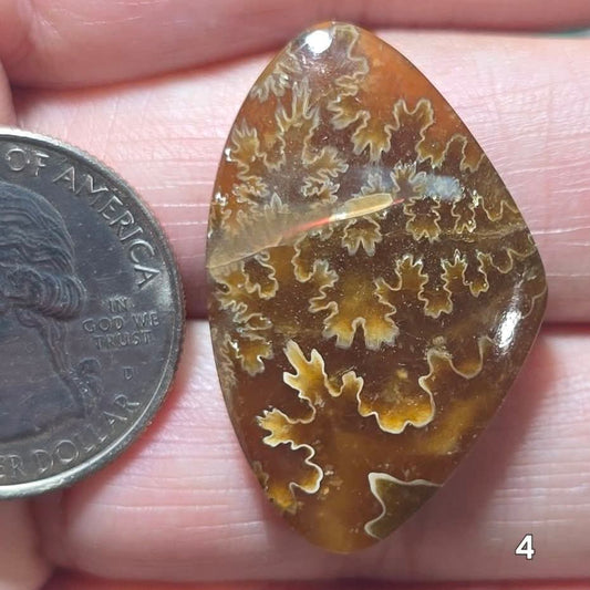 #4 Flash Ammonite Fossil